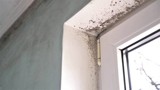 Best Local Mold Removal Service  in El Dorado, AR