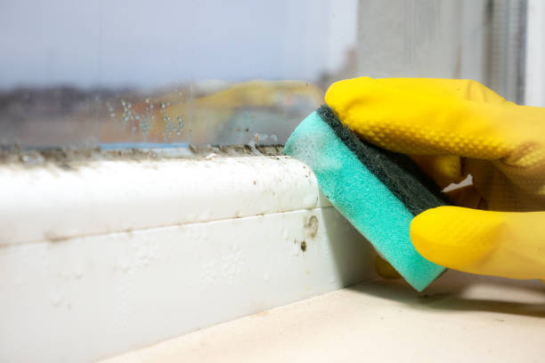 Best Black Mold Removal  in El Dorado, AR