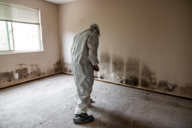 Best Residential Mold Removal  in El Dorado, AR