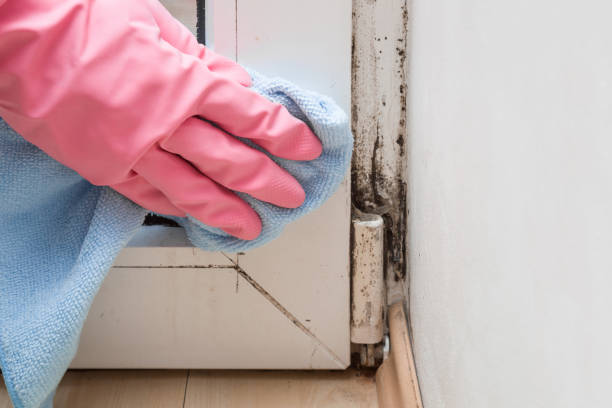Best Attic Mold Removal  in El Dorado, AR