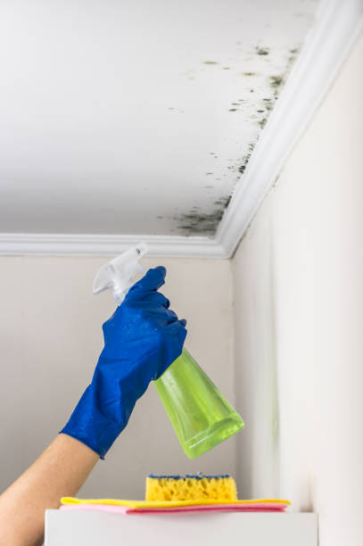 Best Best Mold Removal Companies  in El Dorado, AR